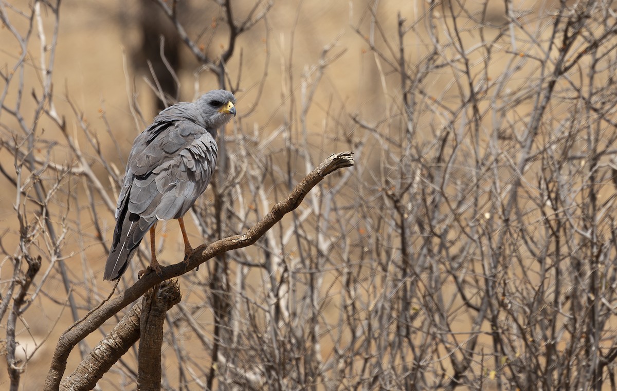 Eastern Chanting-Goshawk - ML642709201