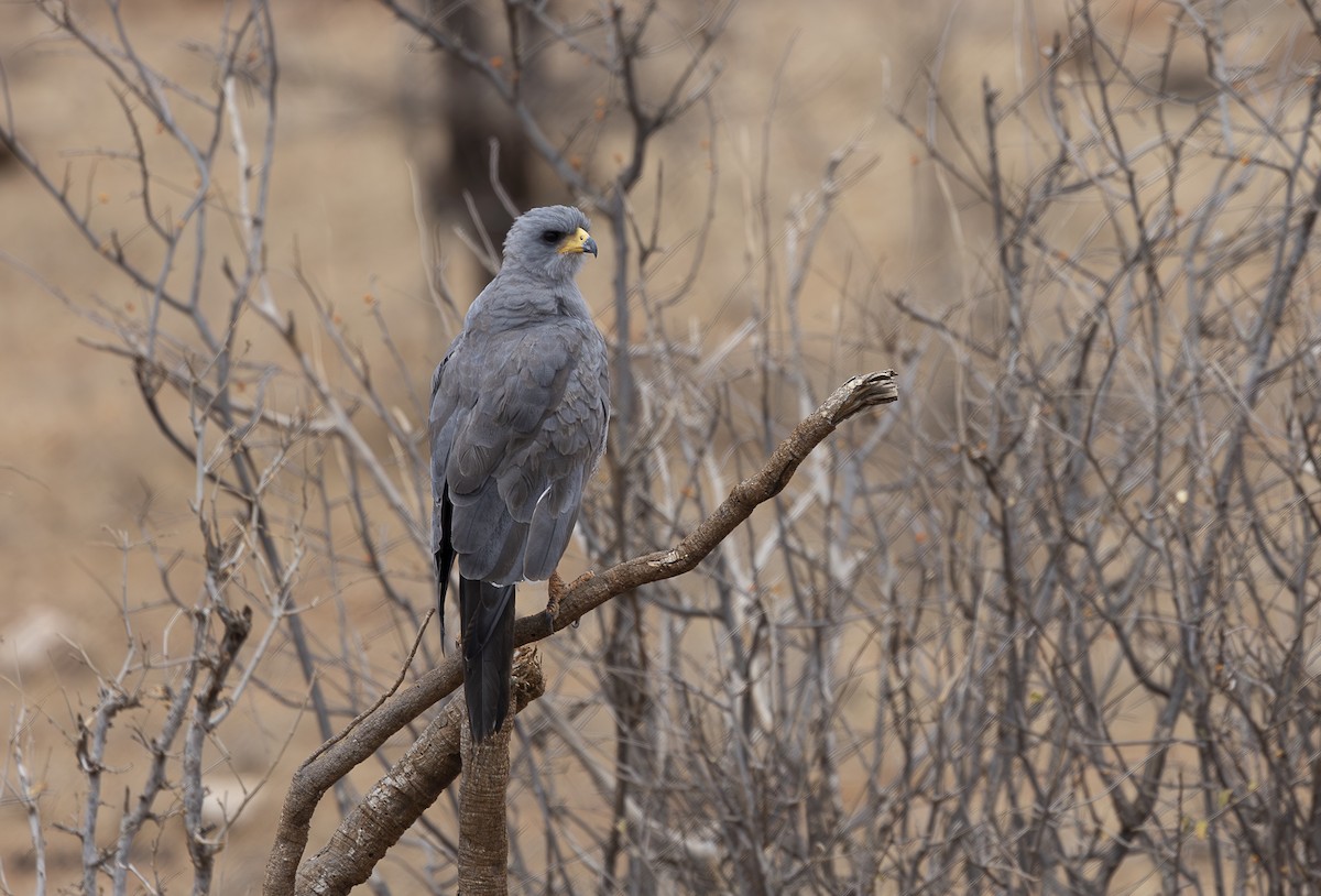 Eastern Chanting-Goshawk - ML642709202
