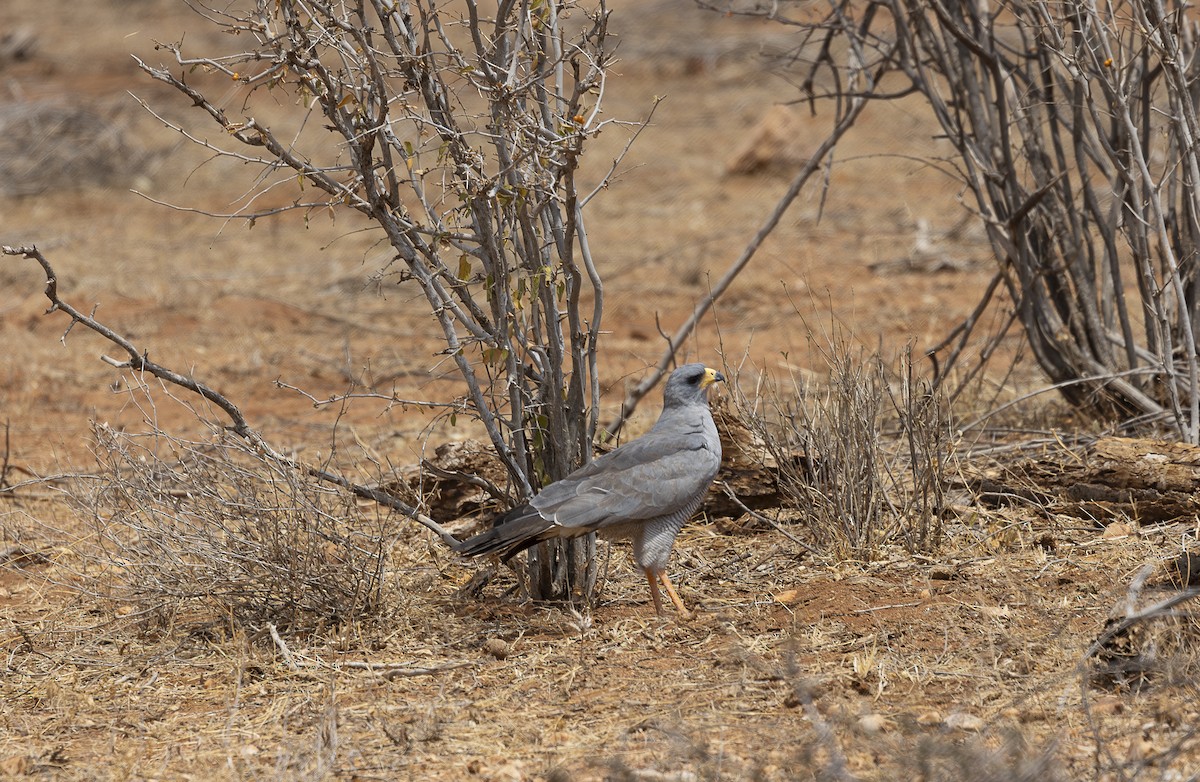 Eastern Chanting-Goshawk - ML642709203