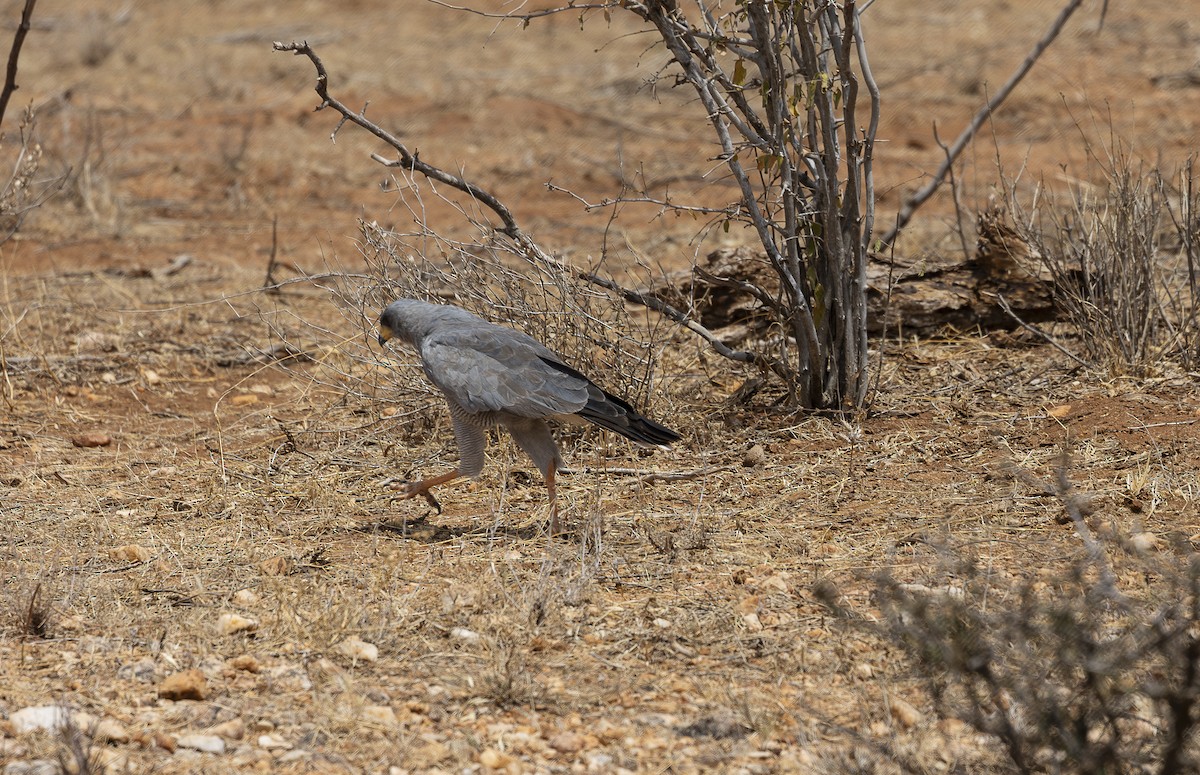 Eastern Chanting-Goshawk - ML642709204