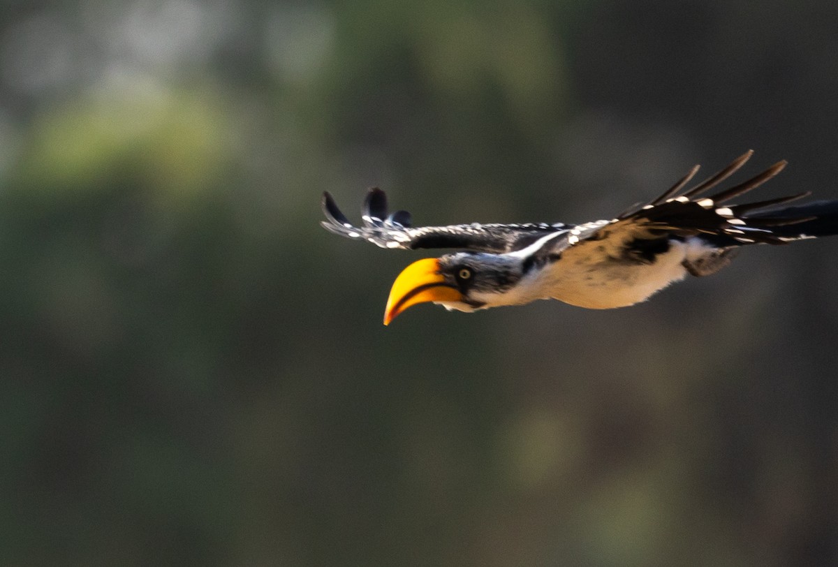 Eastern Yellow-billed Hornbill - ML642709220