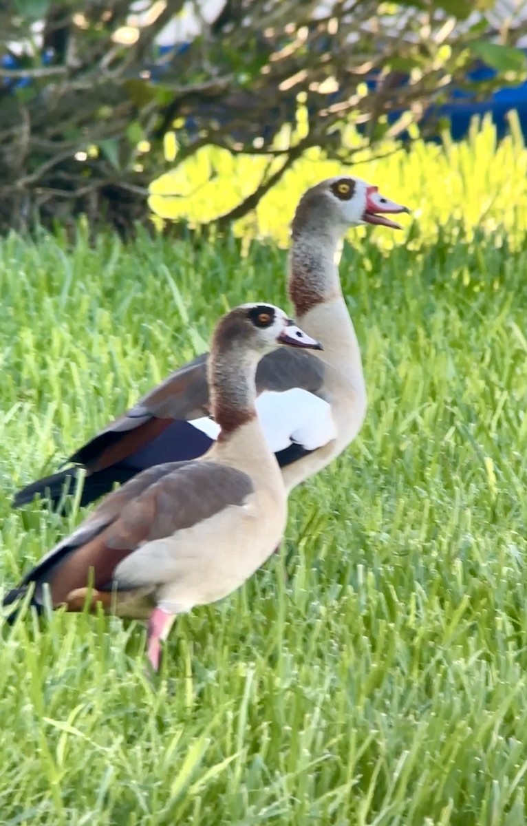 Egyptian Goose - ML642709231