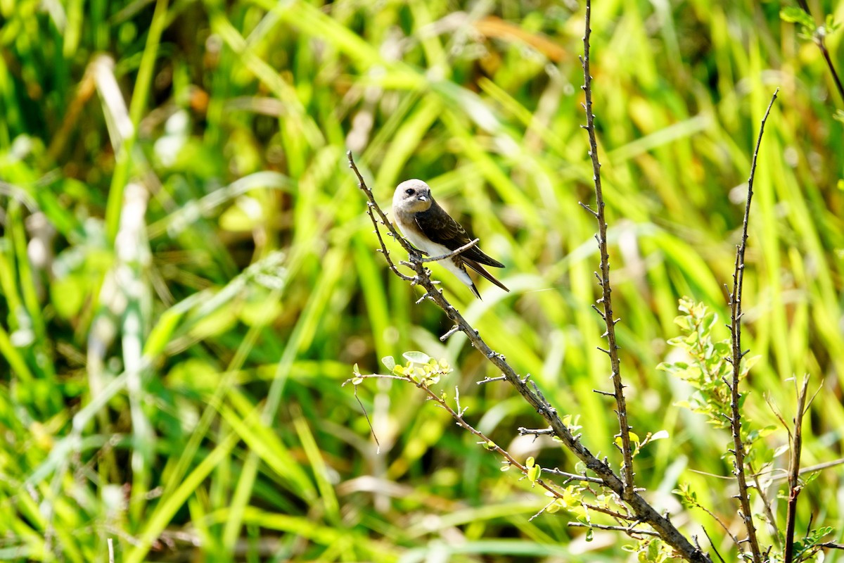 Plain Martin - ML642709249