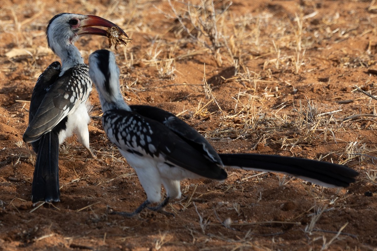 Northern Red-billed Hornbill - ML642709250