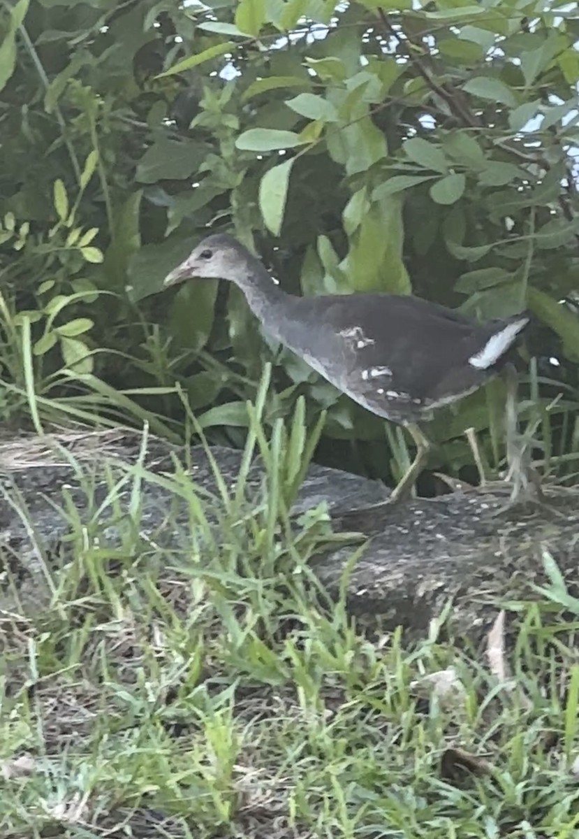 Common Gallinule - ML642709254