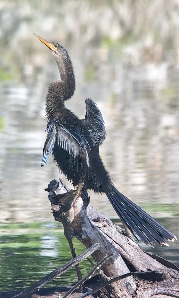 Anhinga - ML642709259