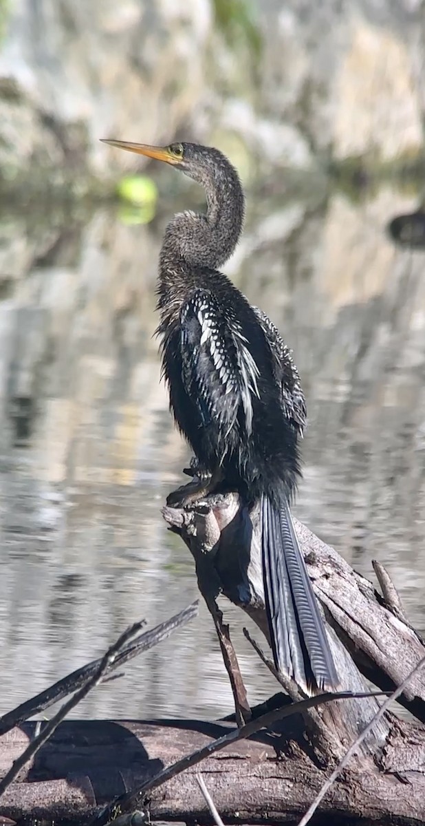 Anhinga - ML642709261