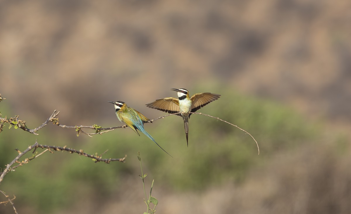 White-throated Bee-eater - ML642709278
