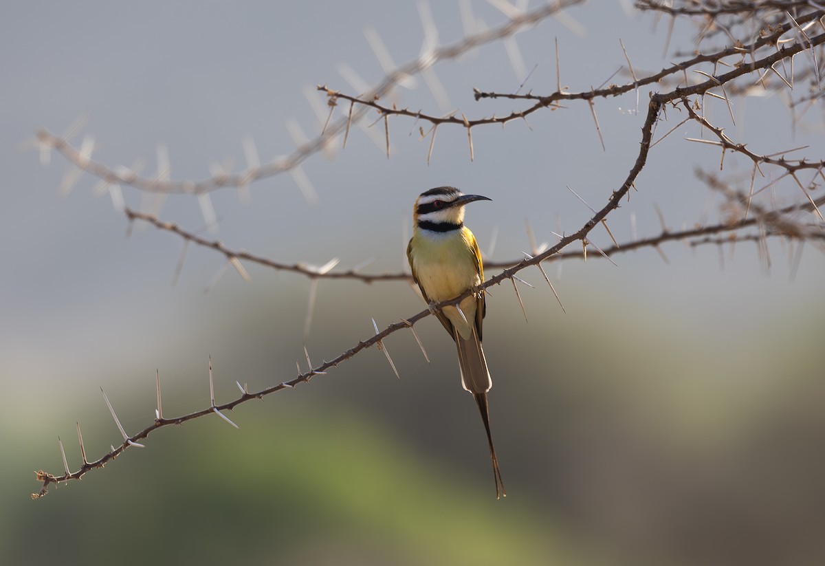 White-throated Bee-eater - ML642709279