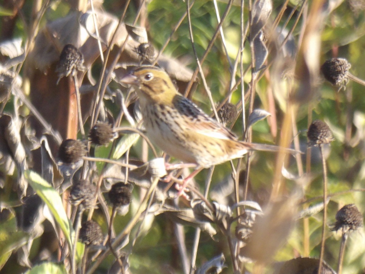 Henslow's Sparrow - ML642709280