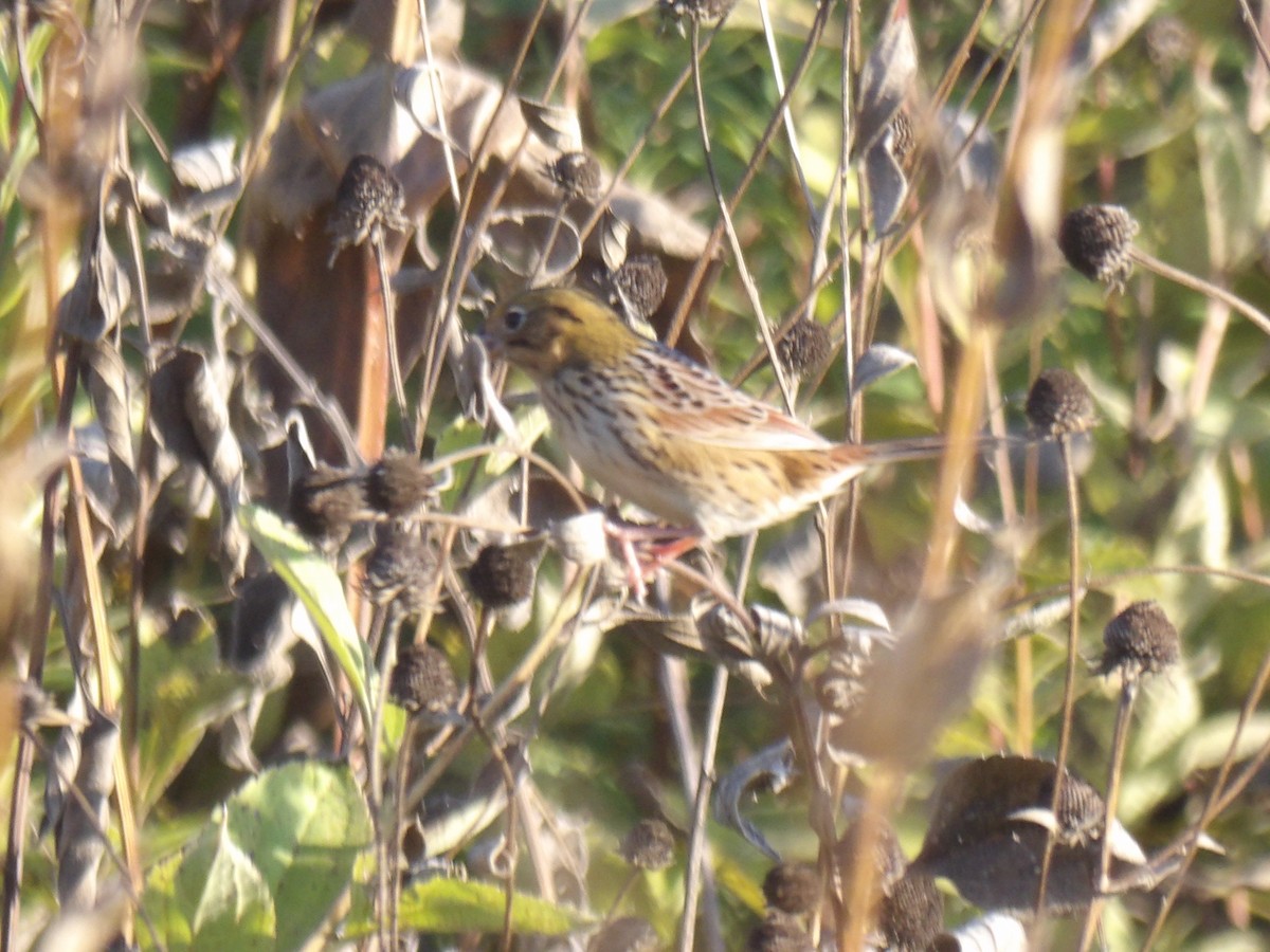 Henslow's Sparrow - ML642709281