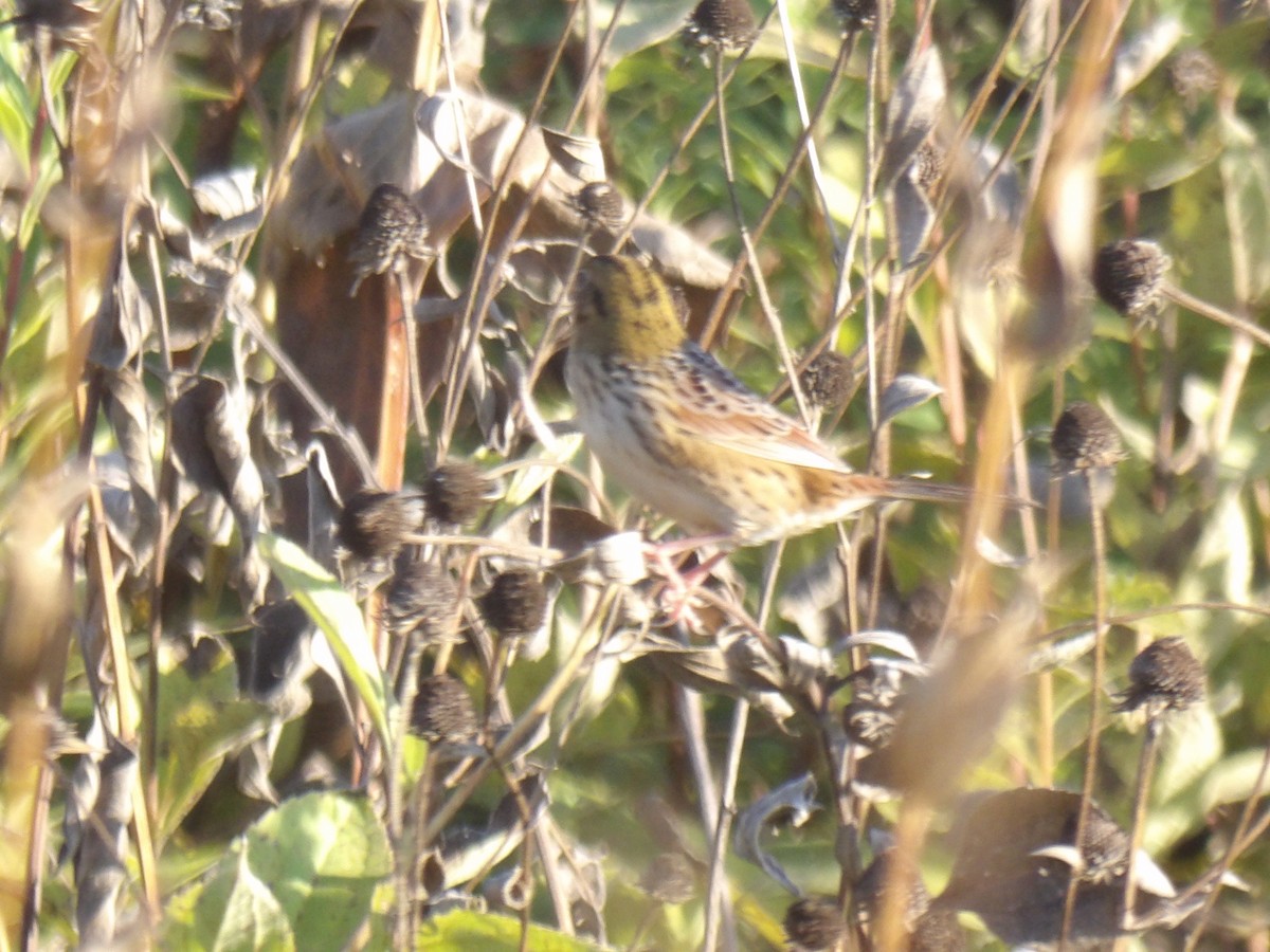 Henslow's Sparrow - ML642709282