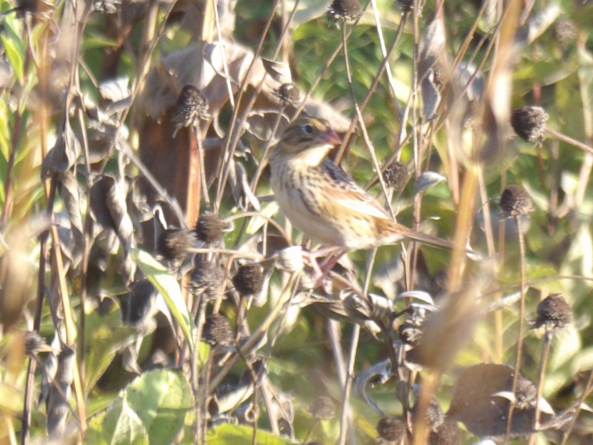 Henslow's Sparrow - ML642709283