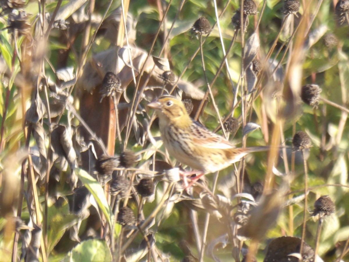 Henslow's Sparrow - ML642709284