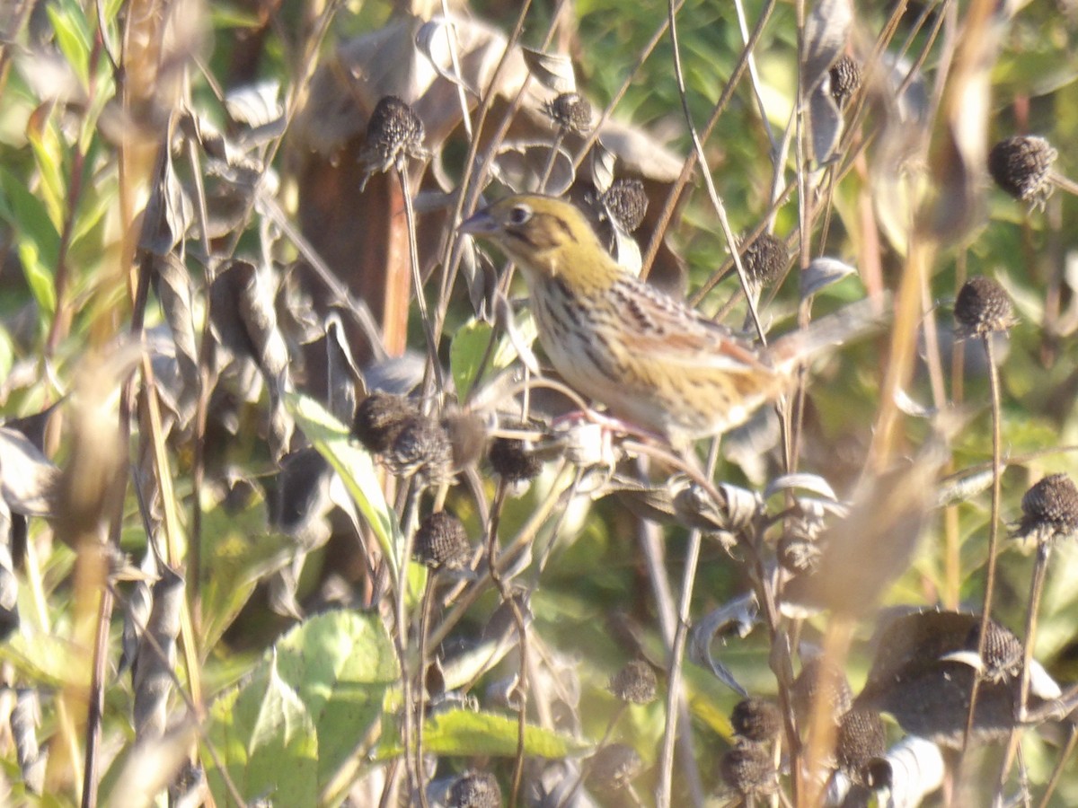 Henslow's Sparrow - ML642709285