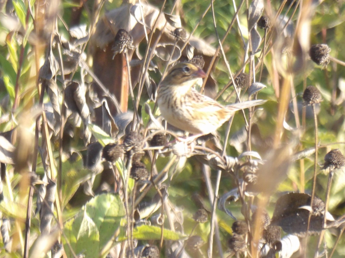 Henslow's Sparrow - ML642709286