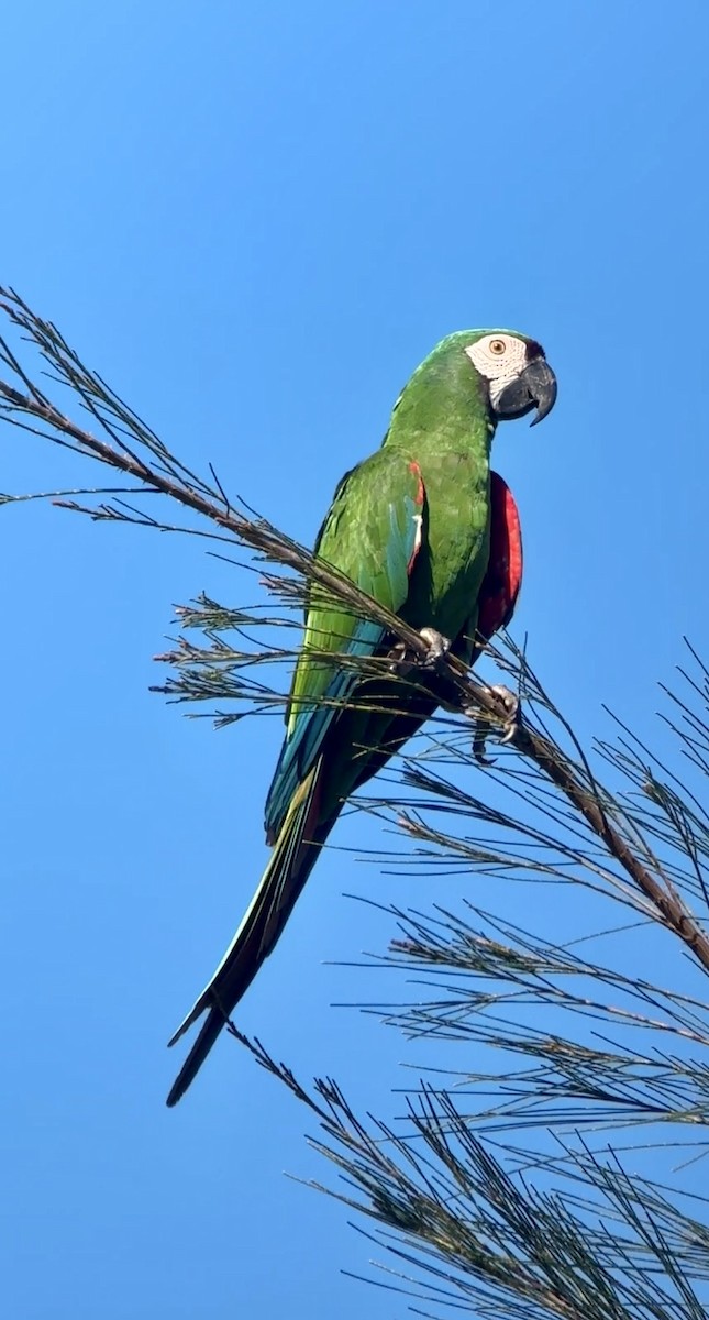 Chestnut-fronted Macaw - ML642709289