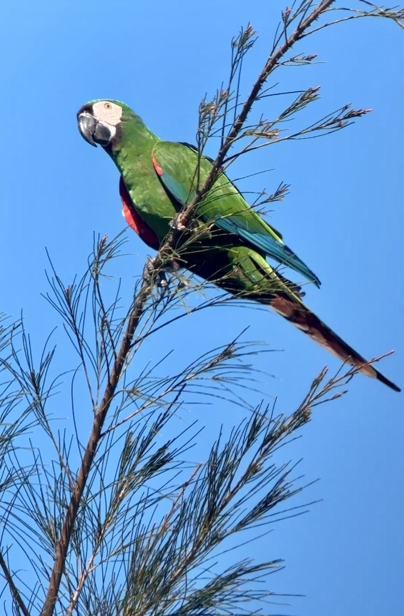 Chestnut-fronted Macaw - ML642709290