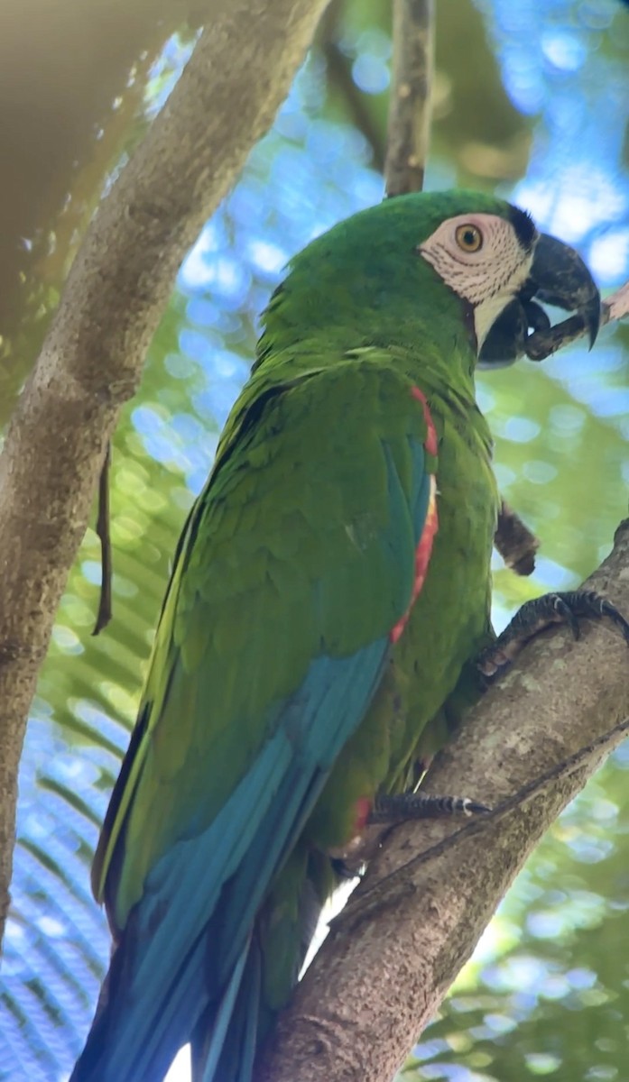 Chestnut-fronted Macaw - ML642709291