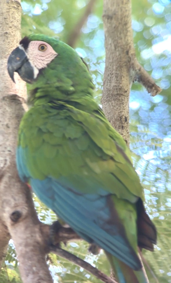 Chestnut-fronted Macaw - ML642709292