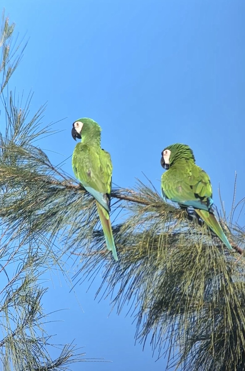 Chestnut-fronted Macaw - ML642709293
