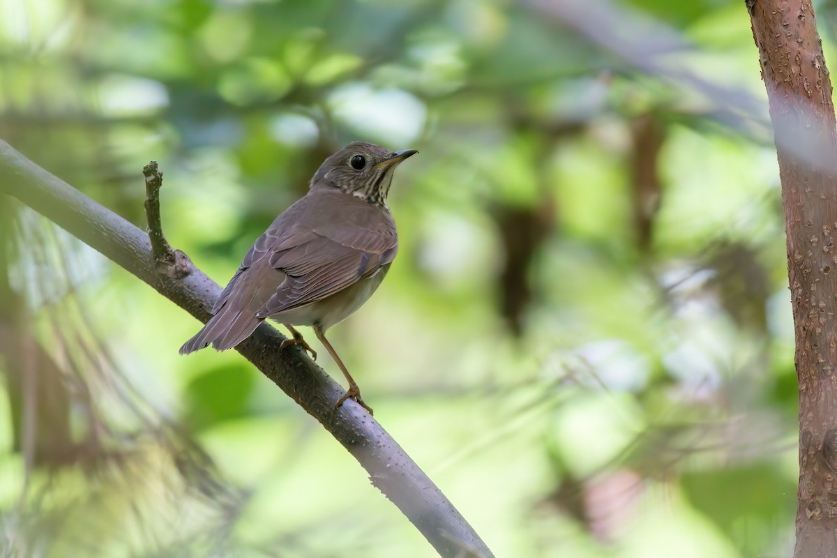 Gray-cheeked Thrush - ML642709299