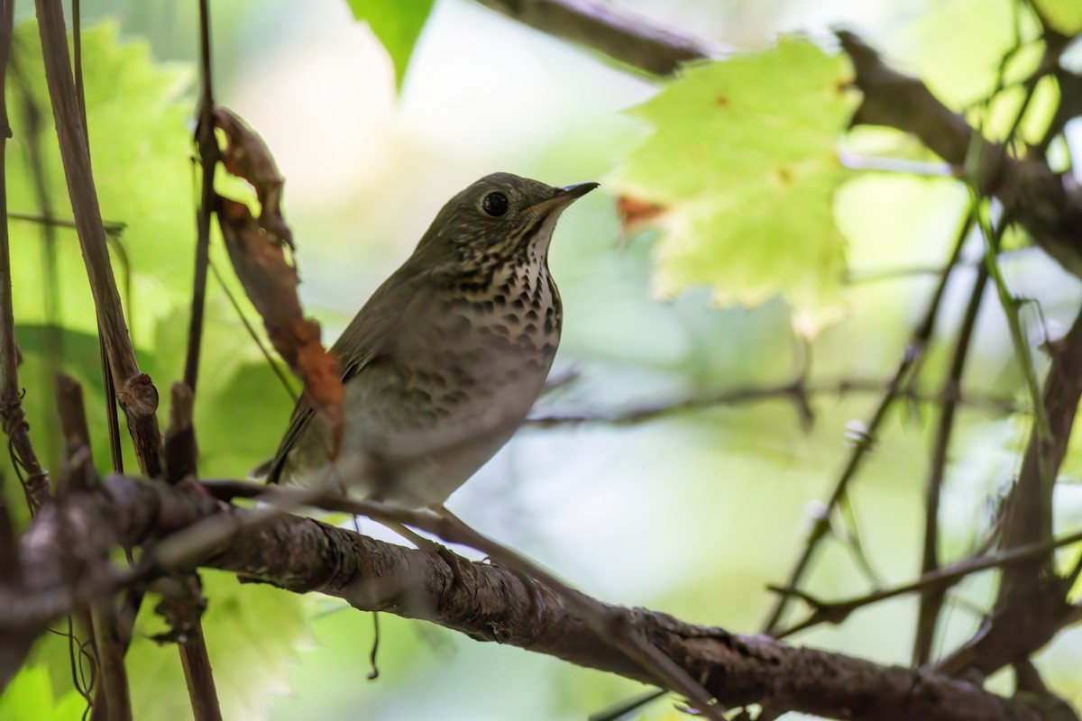 Gray-cheeked Thrush - ML642709301