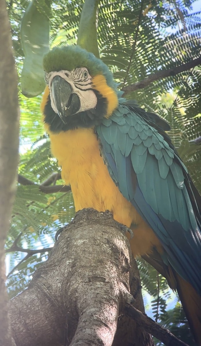 Blue-and-yellow Macaw - ML642709305