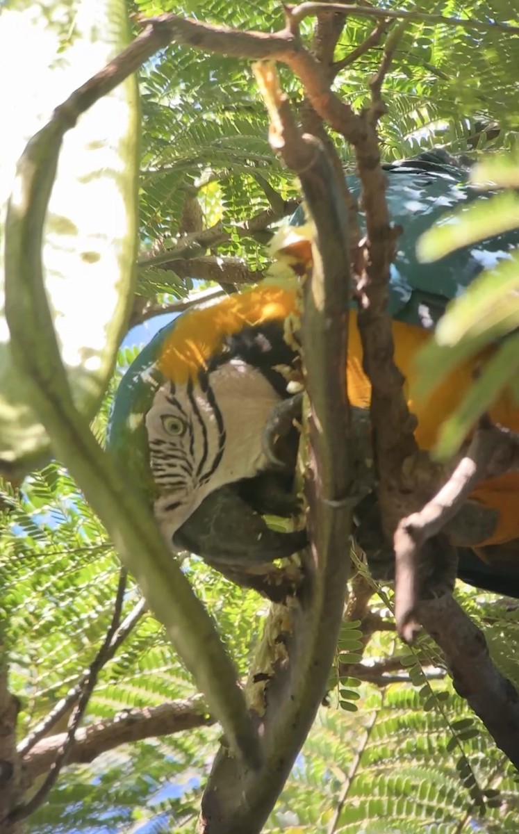 Blue-and-yellow Macaw - ML642709306