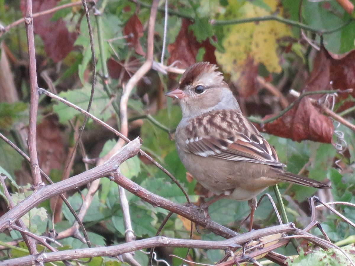 White-crowned Sparrow - ML642709311
