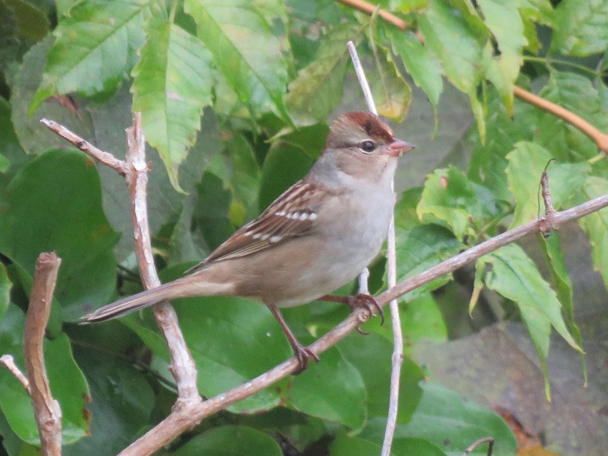 White-crowned Sparrow - ML642709312