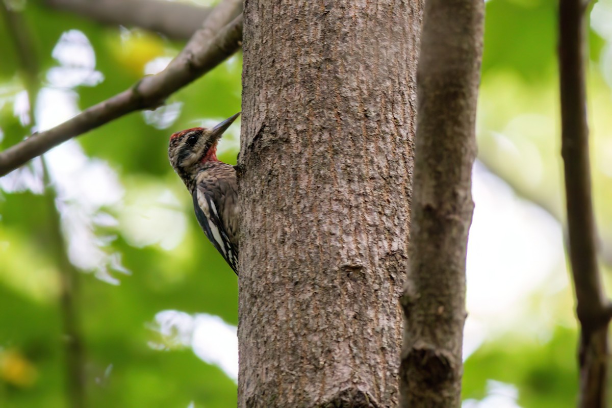 Yellow-bellied Sapsucker - ML642709322