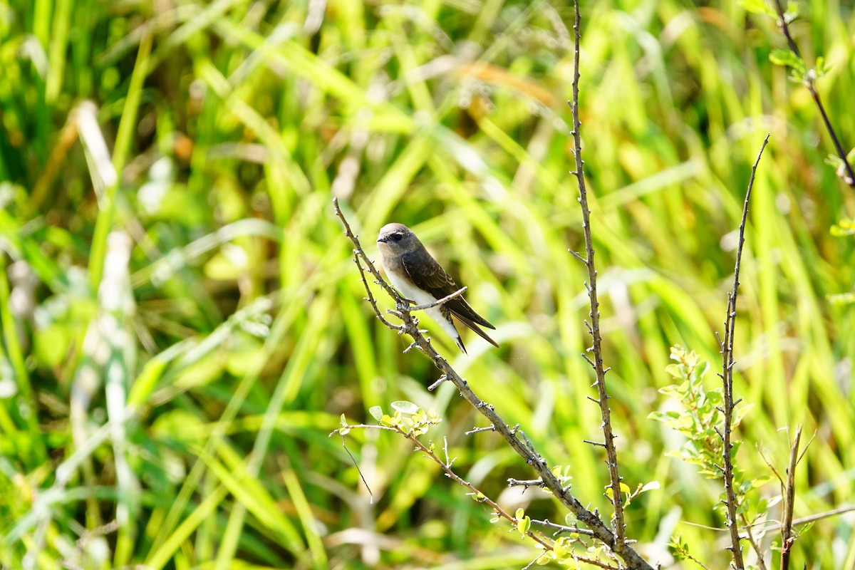 Plain Martin - ML642709330
