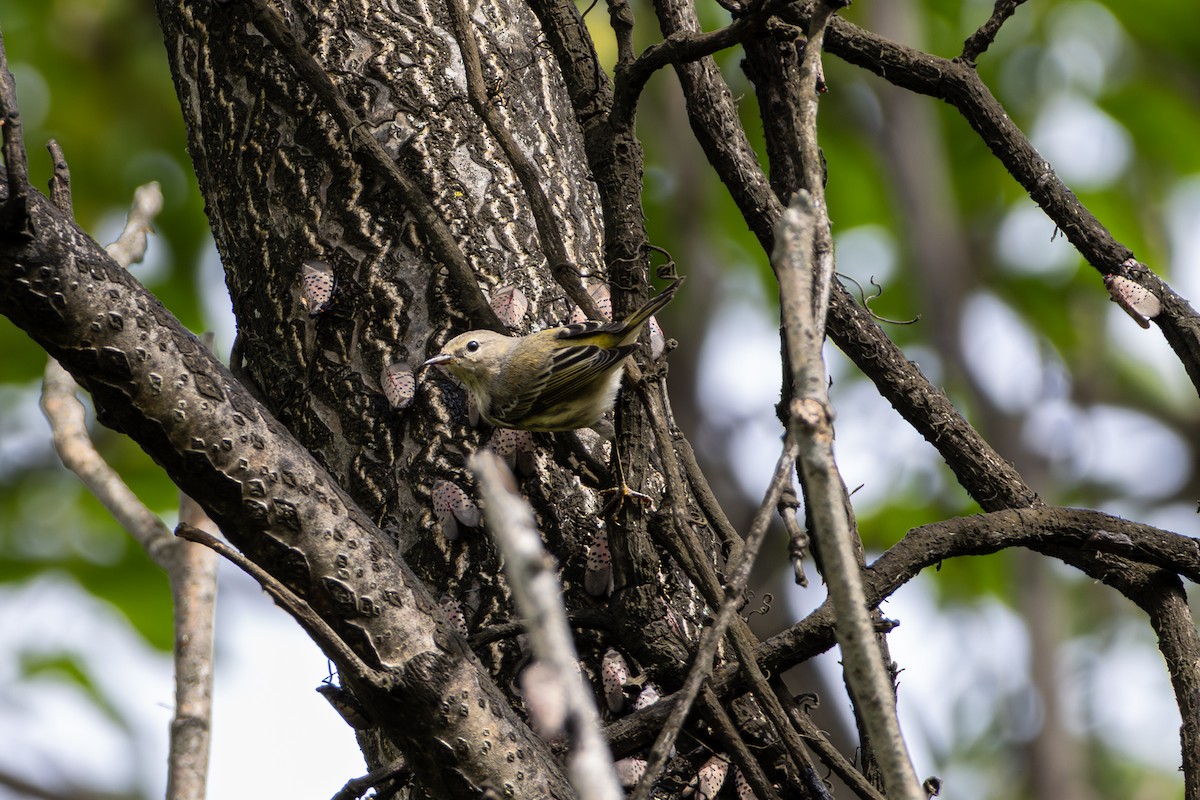 Cape May Warbler - ML642709338