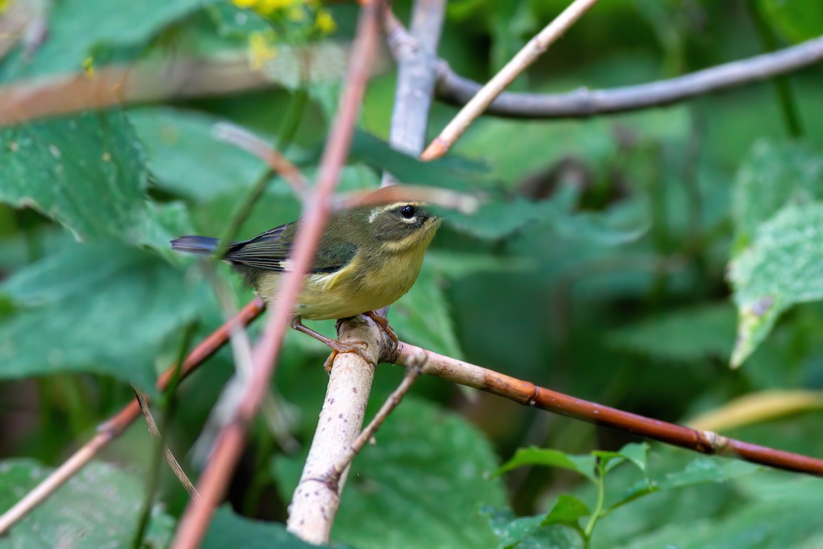 Black-throated Blue Warbler - ML642709340
