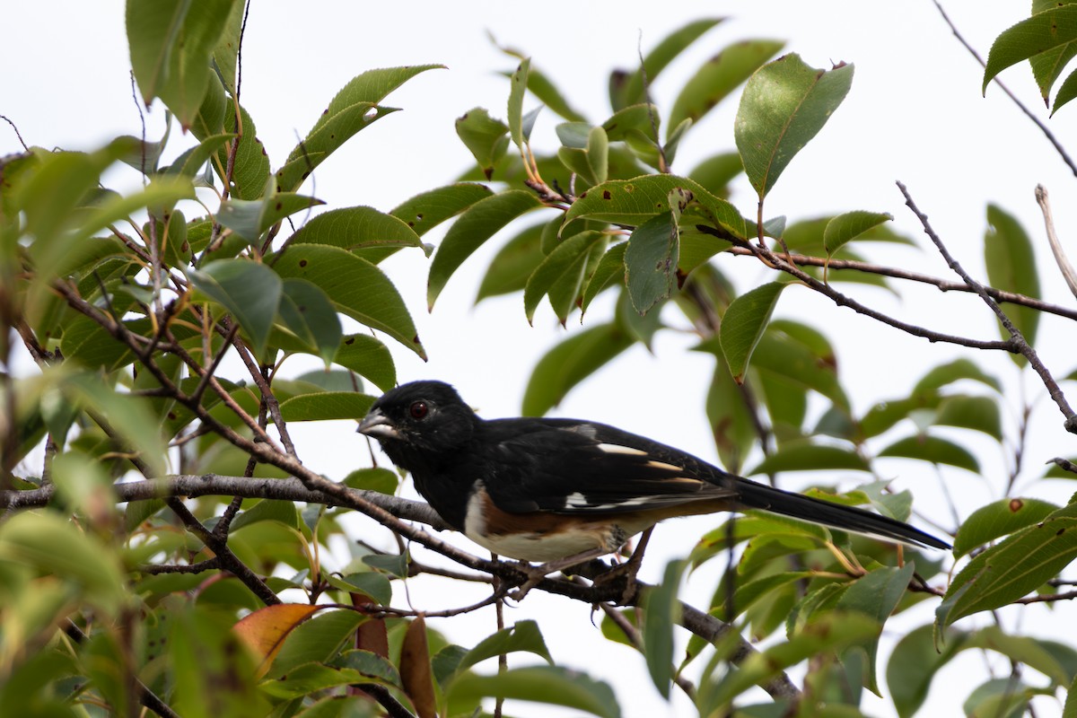 Eastern Towhee - ML642709358