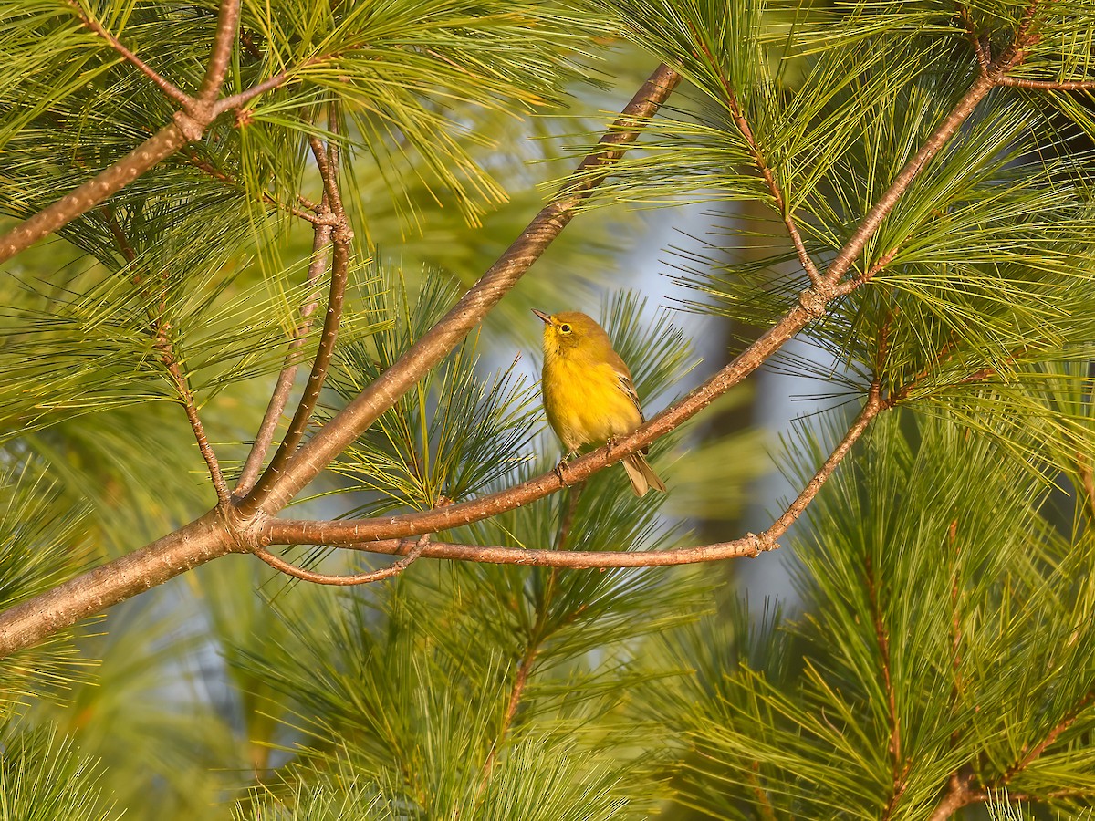 Pine Warbler - ML642709361