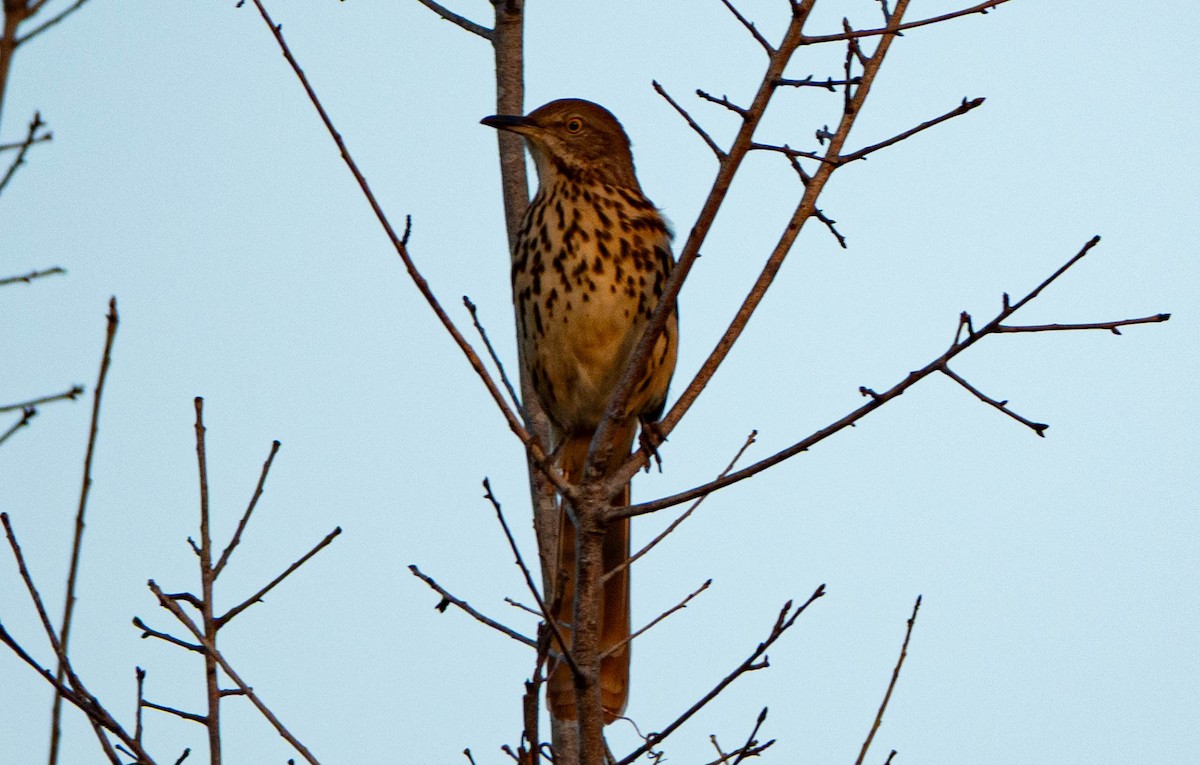Brown Thrasher - ML642709362