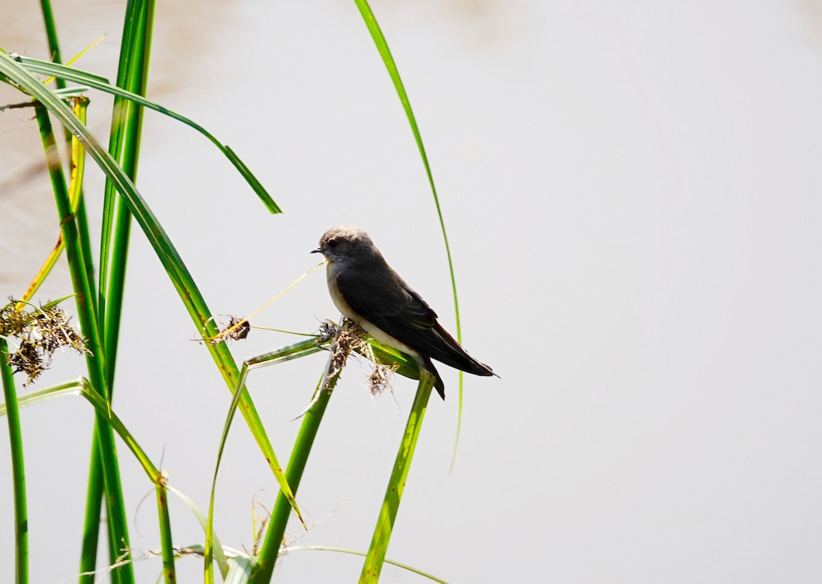 Plain Martin - ML642709364
