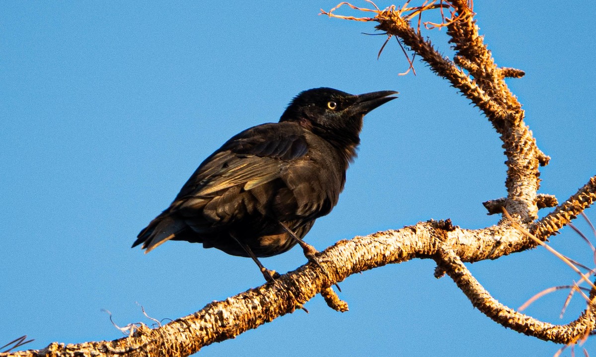 Common Grackle - ML642709374
