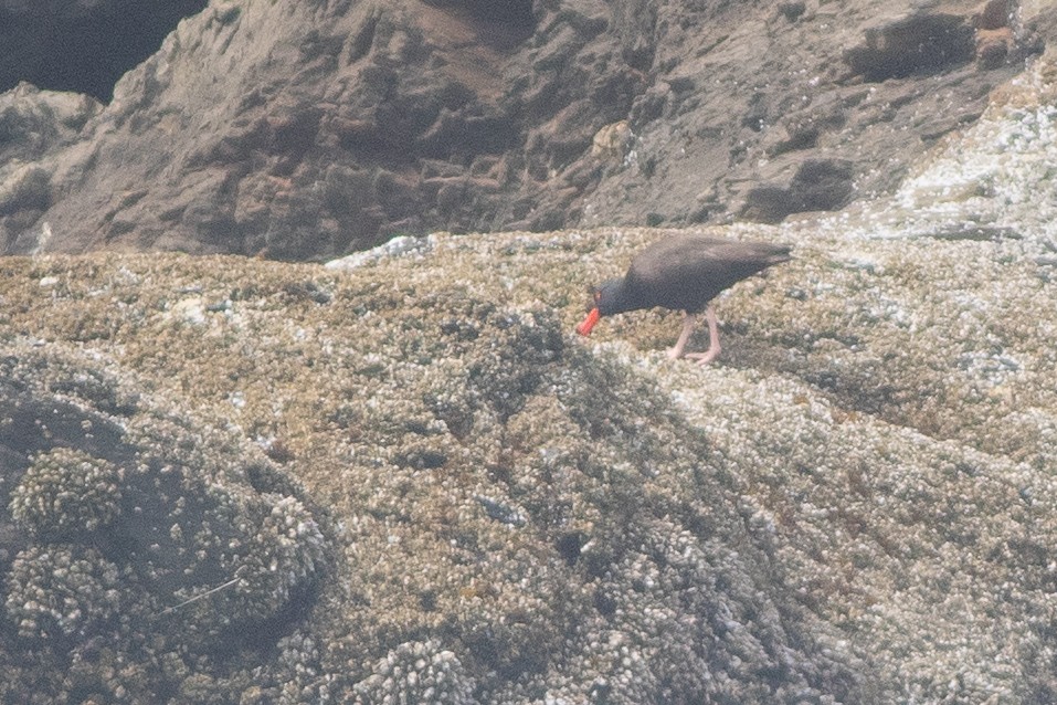 Black Oystercatcher - ML642709375