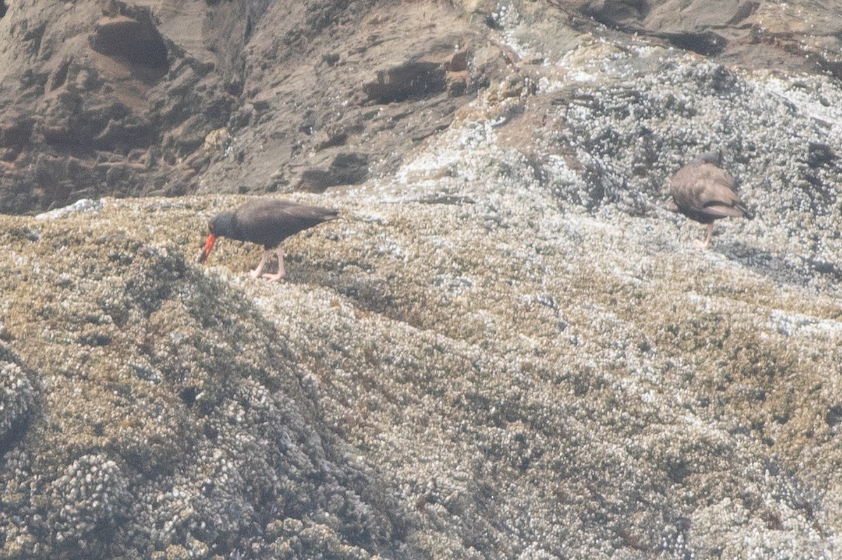Black Oystercatcher - ML642709376