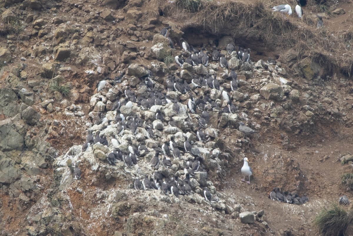 Common Murre - ML642709387