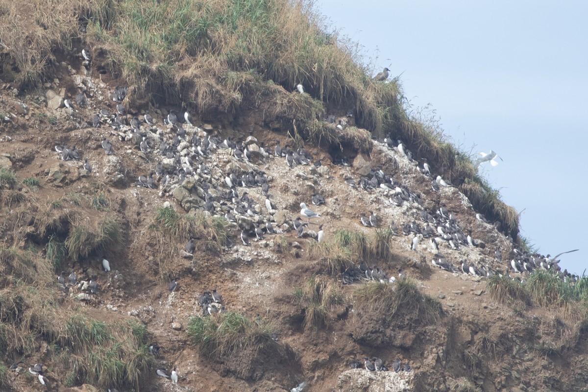Common Murre - ML642709388