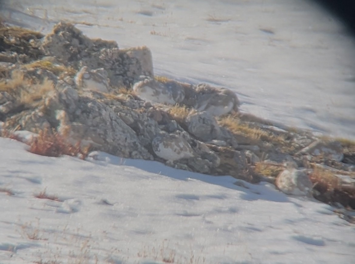 White-tailed Ptarmigan - ML642709403