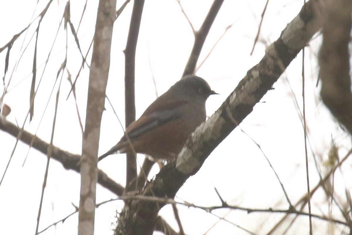 Maroon-backed Accentor - ML642709405