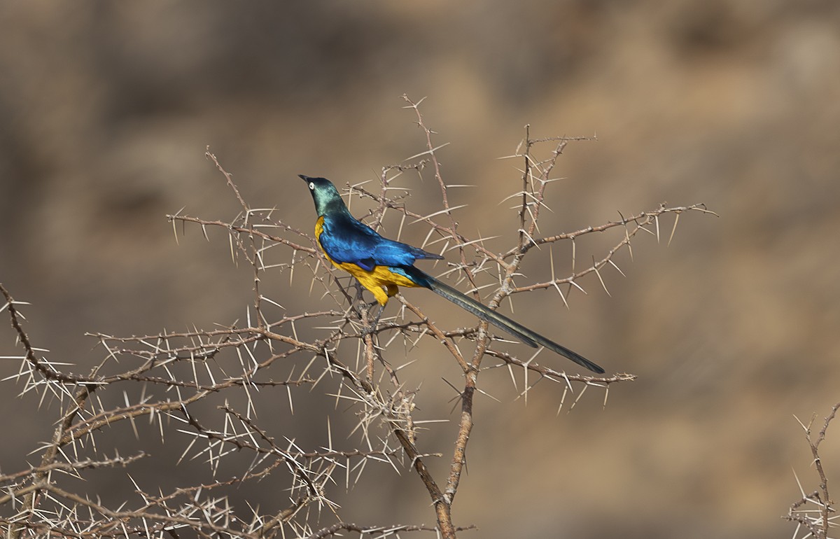 Golden-breasted Starling - ML642709411