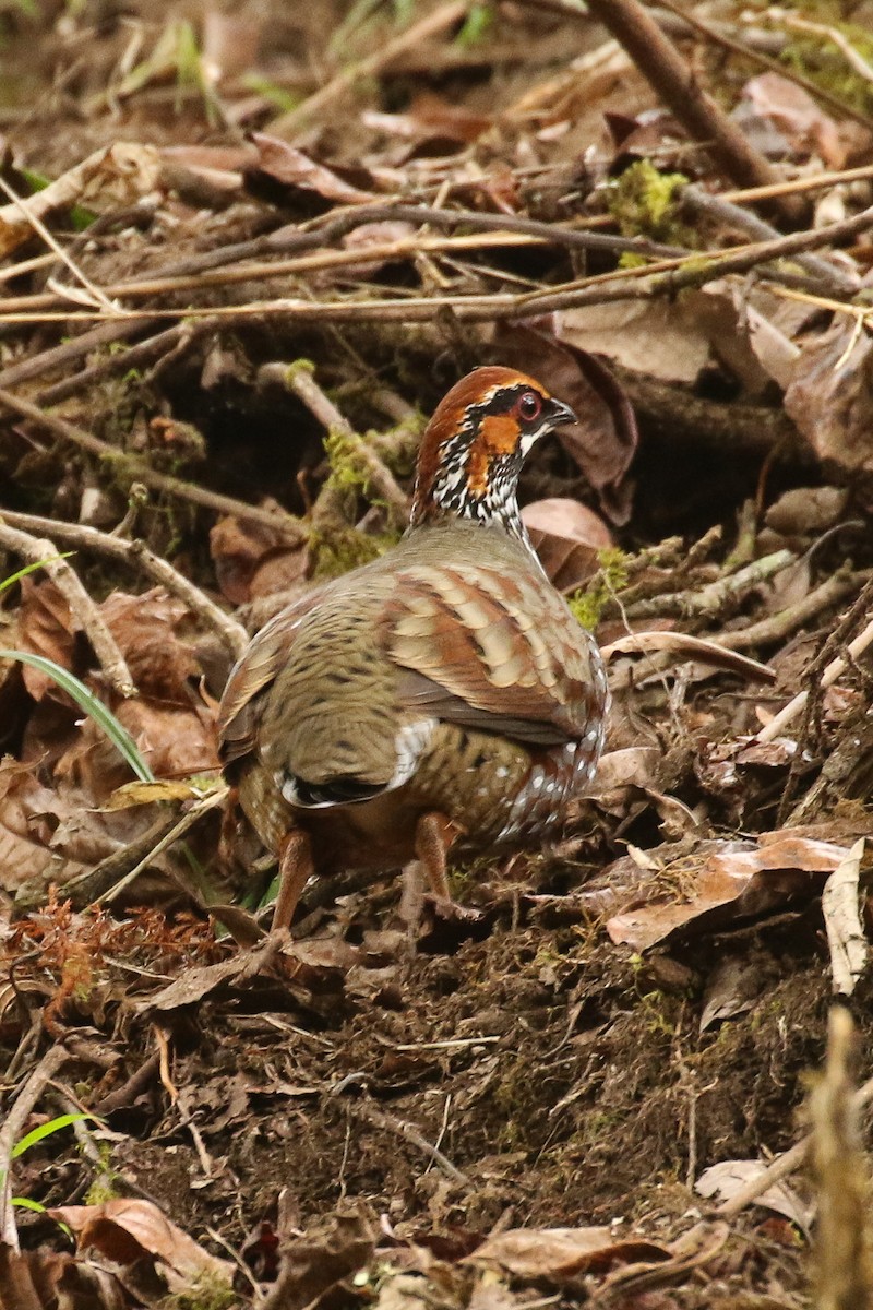 Hill Partridge - ML642709417