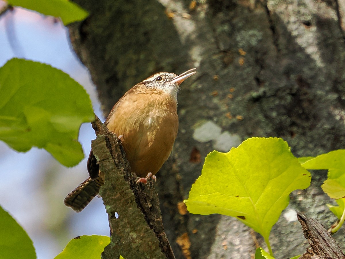 Carolina Wren - ML642709439