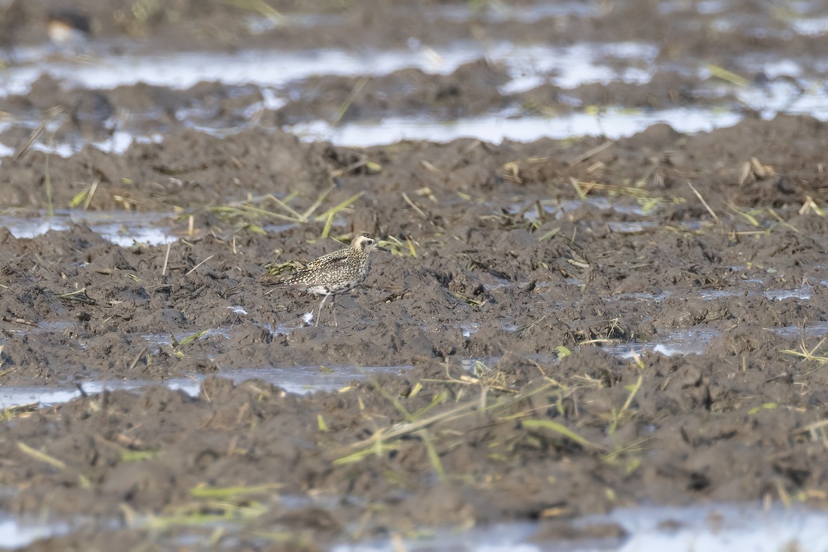 Pacific Golden-Plover - ML642709447